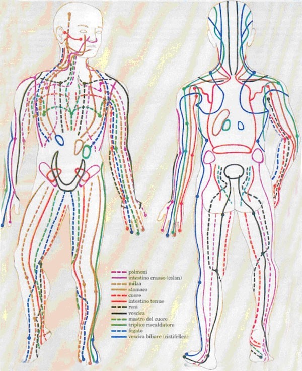 Shiatsuzen Counseling I Meridiani E La Circolazione Energetica